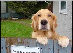 Enlace a Cuidado con el perro : no es por lo que imaginas...