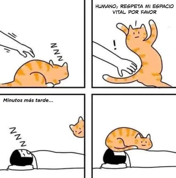 Otros - El curioso concepto de espacio vital que tienen los gatos