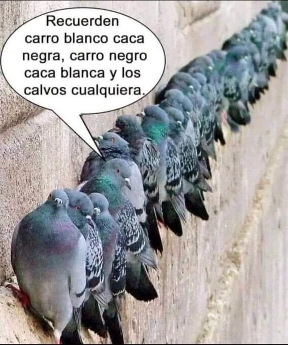 CC_2821347_afc5a816491f4e8096ac52236e3057a2_meme_otros_el_sistema_de_las_palomas.jpg