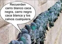 Enlace a El sistema de las palomas