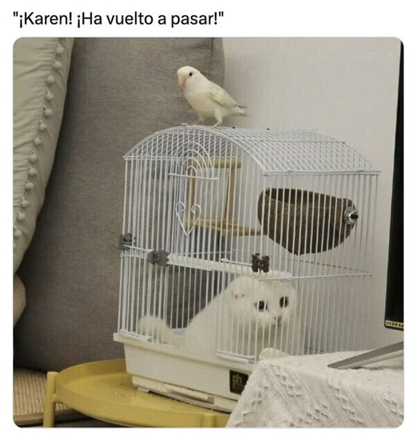 CC_2821441_78efc7a84bc34c9792d38eb899962367_otros_el_pajaro_es_mas_listo_que_el_gato.jpg