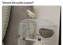 Enlace a El pájaro es más listo que el gato