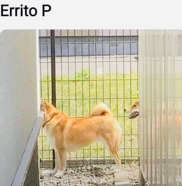 CC_2821548_6bb1422feb504272b6af4aabd2383e88_otros_se_me_bugueo_el_perro.jpg