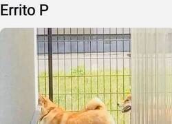 Enlace a Se me bugueó el perro