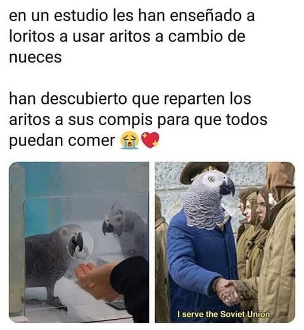 Meme_otros - Malditos loros comunistas