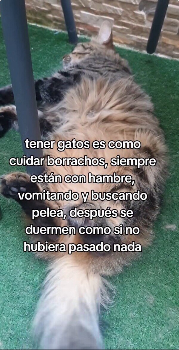 CC_2821821_dd9306bb70494a3faba08ebe0278c8b9_otros_tener_un_gato_es_como_tener_un_borracho_1.jpg