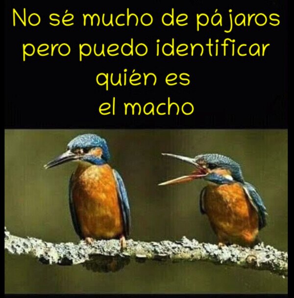 CC_2821851_4741a6058bf4423eb12803bb2d4db006_meme_otros_no_se_de_pajaros_pero.jpg