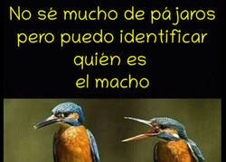Enlace a No sé de pájaros pero...