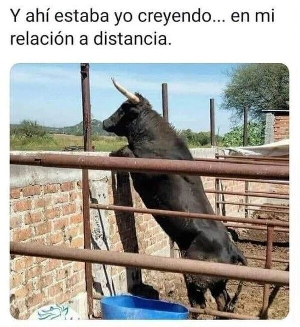 CC_2821930_265244d4121d459b948a55f12e2a3861_meme_otros_mucho_cuerno_en_una_sola_foto.jpg