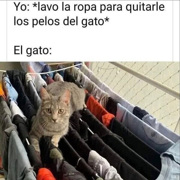 CC_2822134_7a96cf13b9254ff883b894931bfd605e_meme_otros_maldito_suelta_pelos.jpg