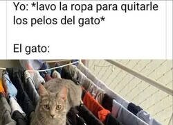 Enlace a Maldito suelta pelos