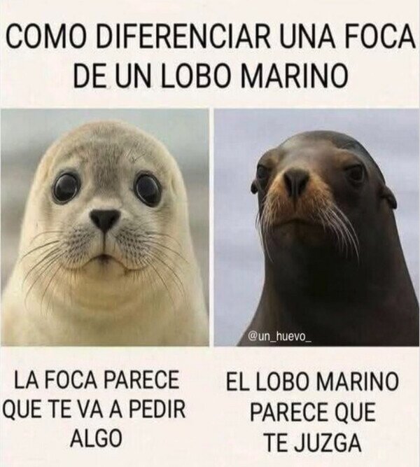 Meme_otros - Aprende a diferenciarlos