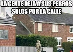 Enlace a La gente deja a sus perros solos por la calle, vaya irresponsables