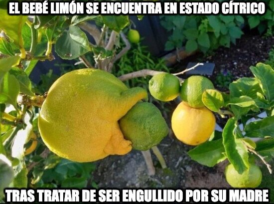 Otros - Pobre bebé limón