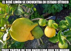 Enlace a Pobre bebé limón