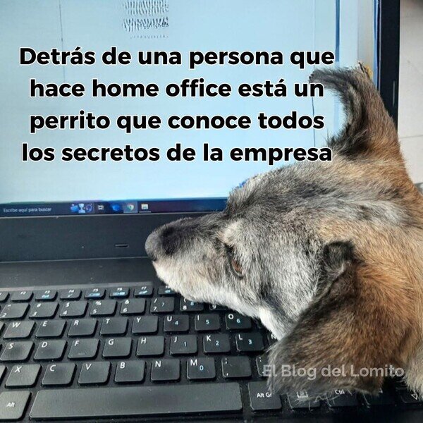 CC_2822447_5f2fe3bdd9124cd799a3ca2dcb820f02_otros_ese_perro_sabe_mucho.jpg