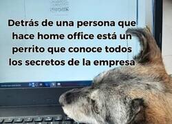 Enlace a Ese perro sabe mucho