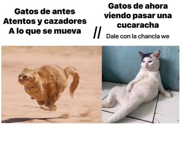CC_2822473_c0a34f3977744b97aa60f3ad1fce1fec_meme_otros_los_gatos_no_son_como_antes.jpg