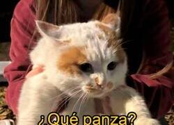 Enlace a No es panza