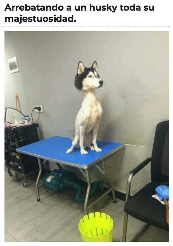 CC_2822756_5456f5d433064bf380c370e40353d78a_meme_otros_un_husky_que_no_es_un_husky.jpg