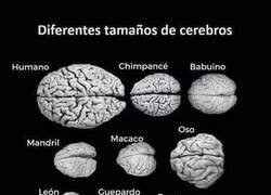 Enlace a Diferentes tamaños de cerebro