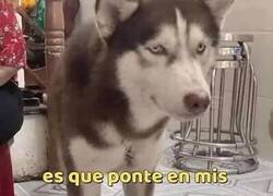 Enlace a La vida dura de los huskys que viven los veranos calurosos en España