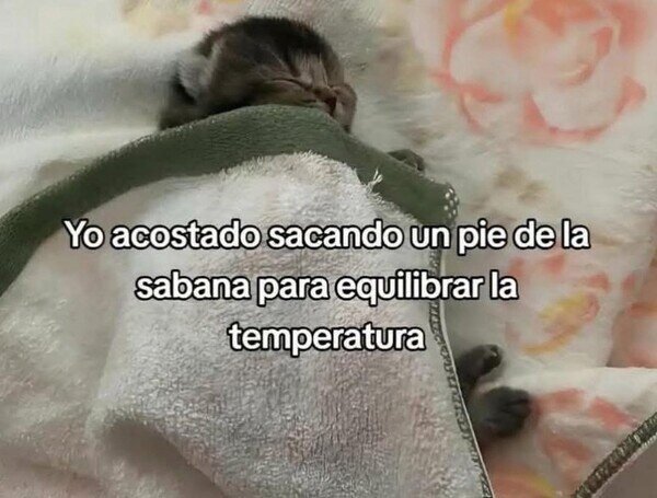 CC_2823782_e347b8c9e23345cb8aeb82e34ad70b4f_meme_otros_funciona_perfecto.jpg