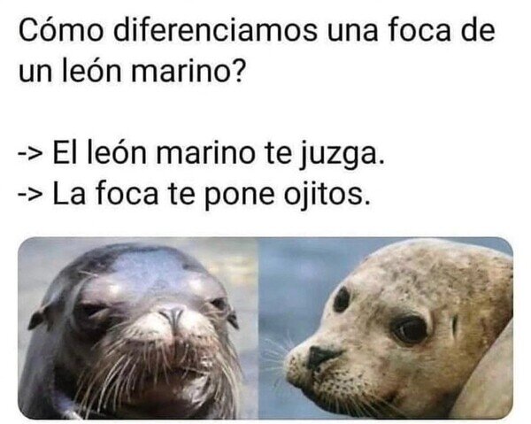 Meme_otros - Team foca siempre