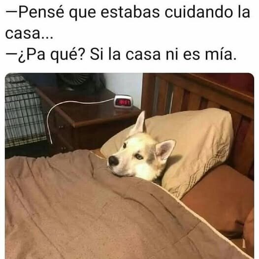 CC_2824159_99eccf3c5fea4f7987e4af73e0c3df1e_meme_otros_los_perros_ya_van_captando_que_nunca_heredaran.jpg