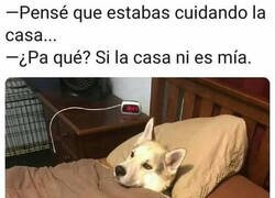 Enlace a Los perros ya van captando que nunca heredarán