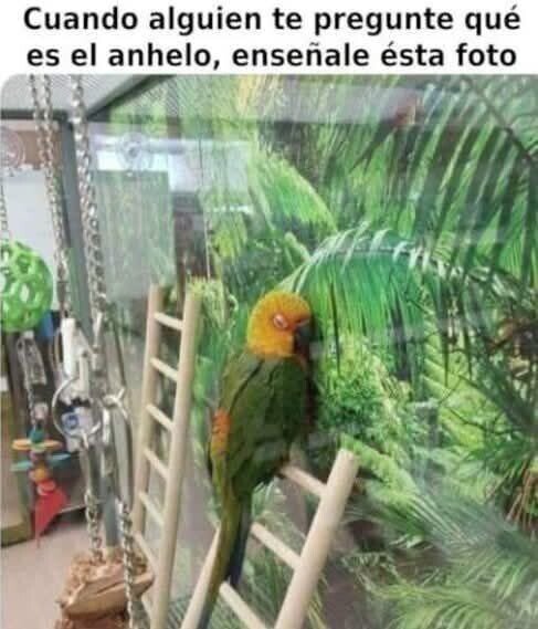 CC_2824311_4647284ddce046d6bea3671f0c99d8bb_meme_otros_ay_pobre_loro.jpg
