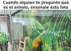 Enlace a Ay pobre loro