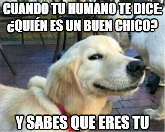 Meme_otros - Lo sabe perfectamente