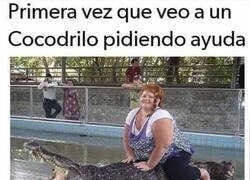 Enlace a Cocodrilo en apuros