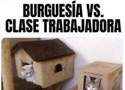 Enlace a Los gatos también tienen clases