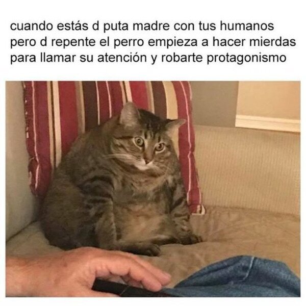 Meme_otros - Gato celosón