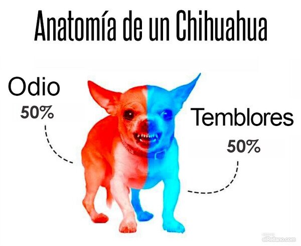 Otros - Anatomía de un chihuahua