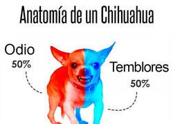 Enlace a Anatomía de un chihuahua