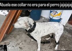 Enlace a ¡Abuela, nooo!