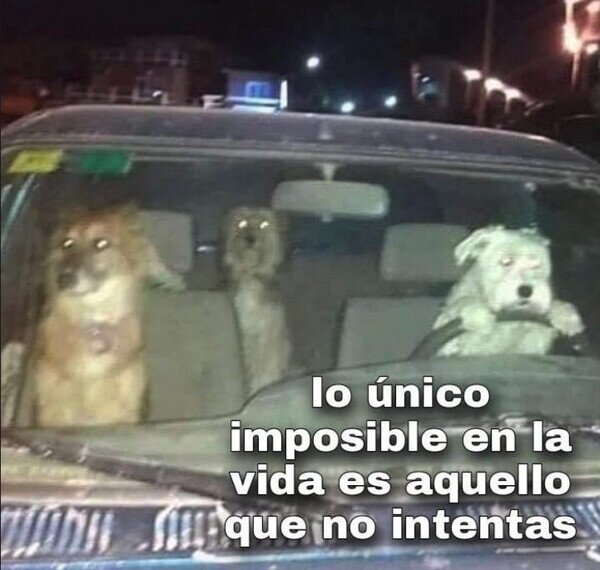 CC_2825794_9bba00408e47434c93256dce8c4316d7_otros_estos_perros_lo_intentaron.jpg