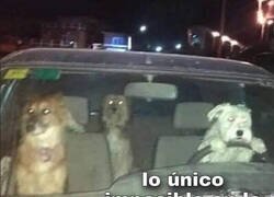 Enlace a Estos perros lo intentaron