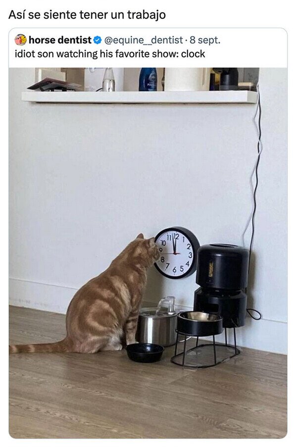 CC_2826346_6298492cab194bee819c5ac024a5592d_meme_otros_el_gato_que_experimento_trabajar.jpg