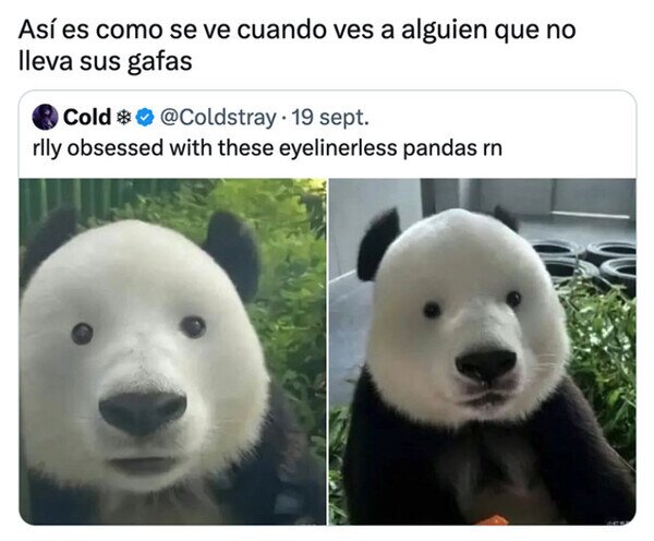 CC_2826846_f5347f8b2d7942fc9a33e3180df1d277_otros_el_panda_sin_gafas.jpg