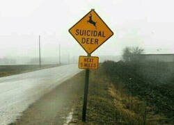 Enlace a Cuidado con los ciervos suicidas