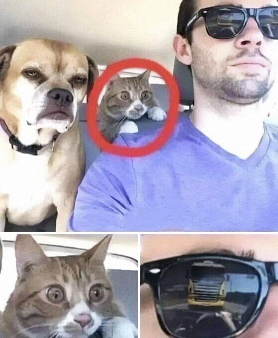 Meme_otros - El único que teme por su vida