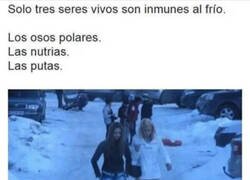 Enlace a Inmunes al frío