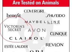 Enlace a Otra empresa que no esperaba que hiciera pruebas con animales