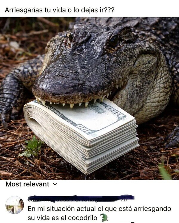 cocodrilo,billete,robar