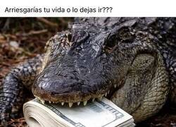 Enlace a El cocodrilo es un inconsciente