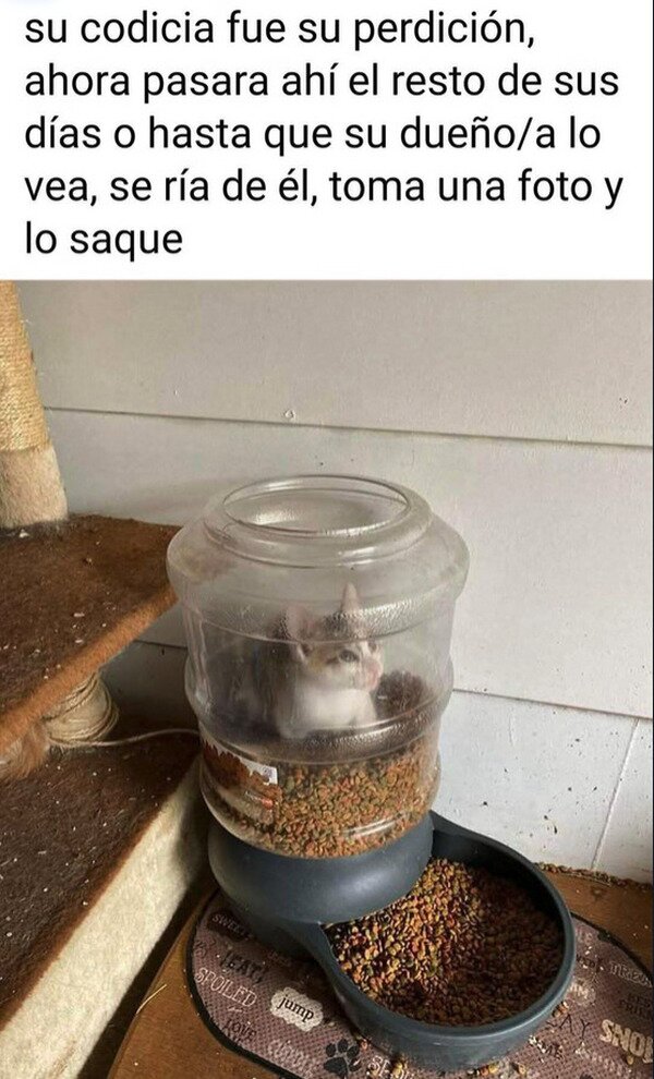 CC_2827226_3e089ee675e24b478ac04e48cafb6637_meme_otros_la_curiosidad_mato_al_gato_y_la_abaricia_lo_atrapo.jpg